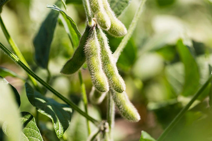 soybean closeup