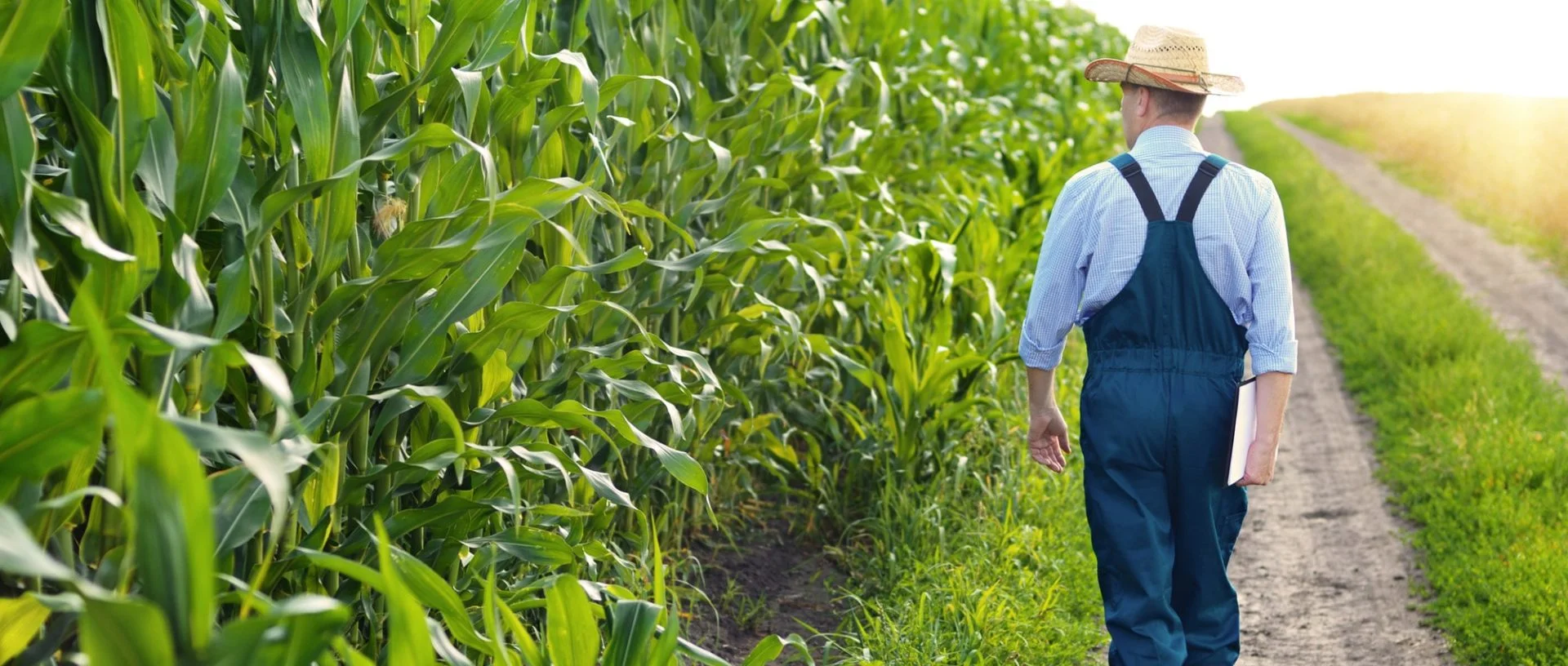 Farmer with clipboard inspecting corn at field