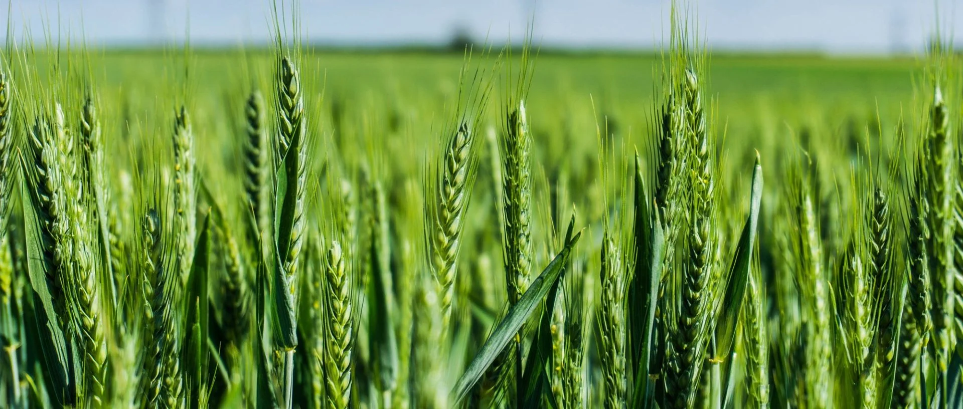 A Close Up Of Green Wheat Growing In A Field